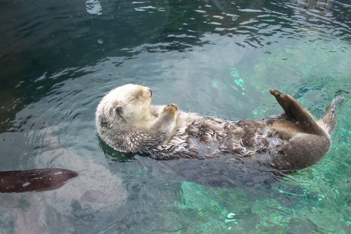 Aquarium Sea Otter
