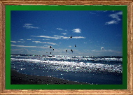 Pacific Seagulls