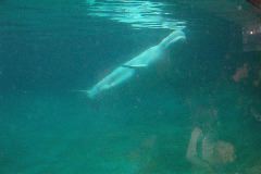Beluga from below